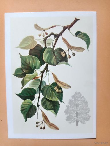 Открытка Куртенко,1980