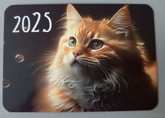 Кот. Календарик, глянец, 2025