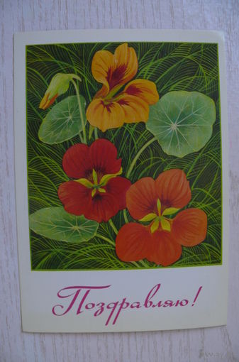 Курьерова Л., Поздравляю; 1982, чистая, ДМПК, АВИА.