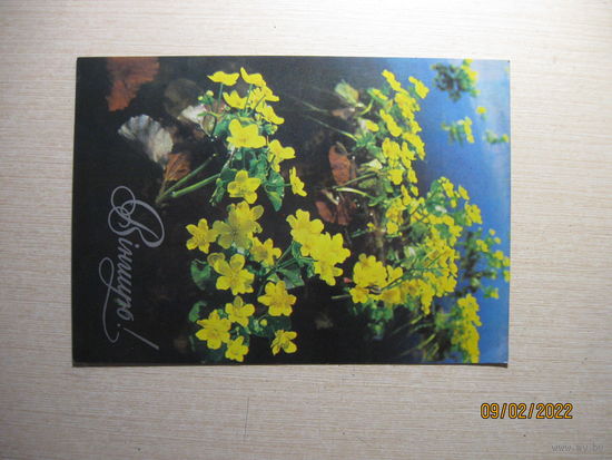 Иванова Ю. 1982 г.