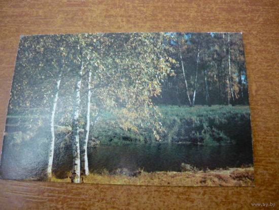 1982.Оссение березы