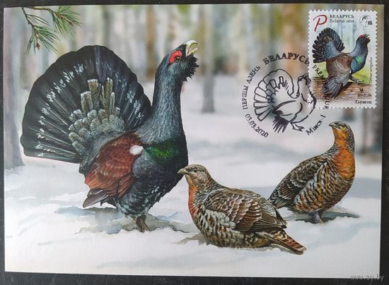 Беларусь 2020 КМ Глухарь, птица года.
