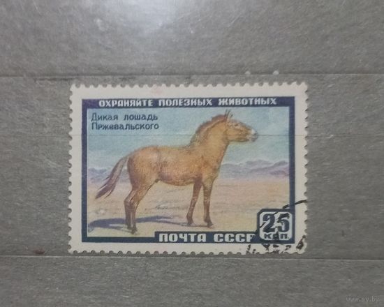 СССР. 1959г. Дикая лошадь.