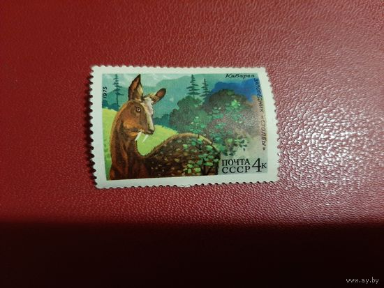 Кабарга Фауна СССР 1975 год СССР