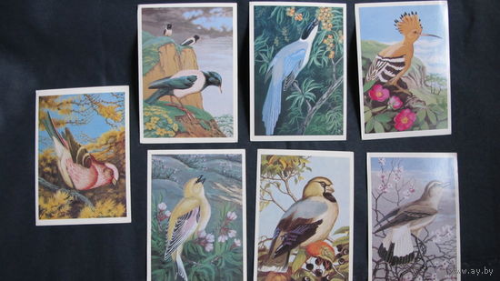 7 открыток "Птицы" (худ. В.Егоров)