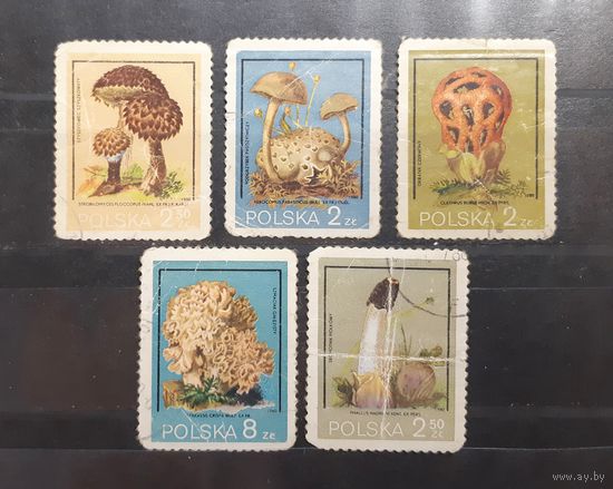 Польша. 1980 год. Флора. Грибы (89)