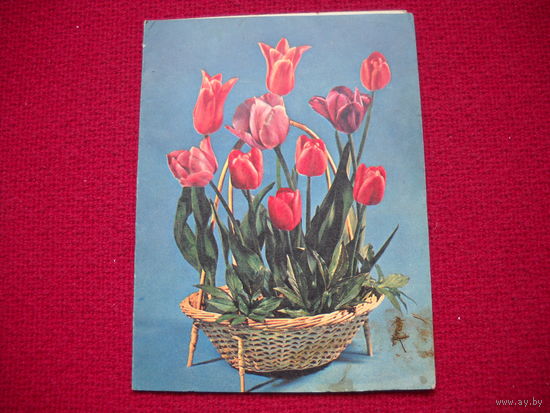 Тюльпаны. Телеграмма. Круцко. 1985 г. Двойная. Чистая.