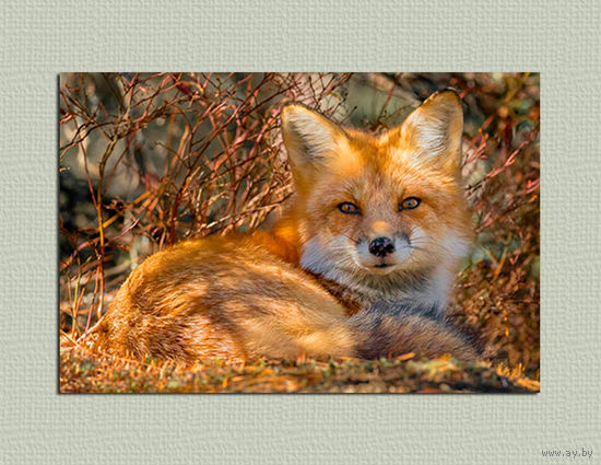 Открытка. Фауна. Лето. Лиса. Лисичка. Осень. Животные. (чистая)