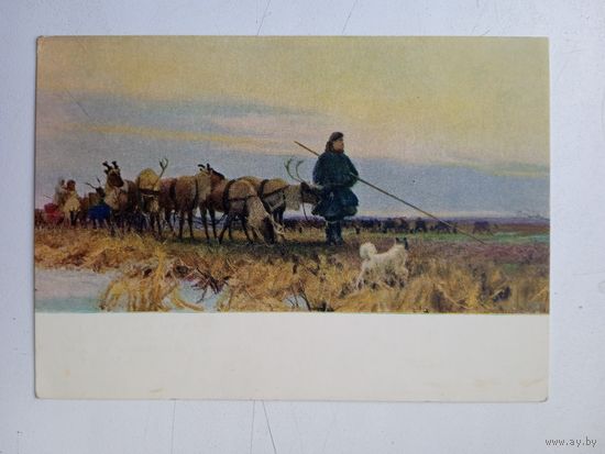 1956. Свешников. Переход на новые пастбища
