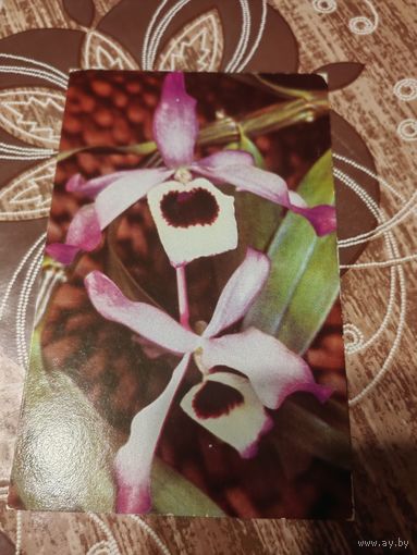 Открытка,орхидея,1981