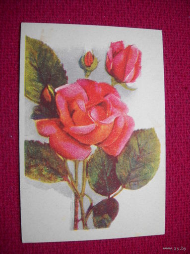 Розы. Латвийская ССР. Чистая.