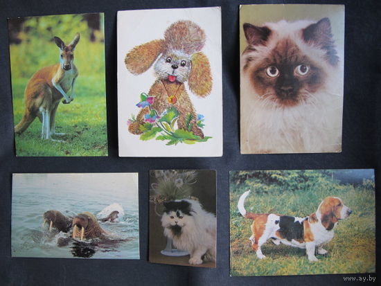 6 открыток с животными
