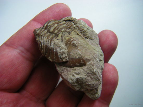 Окаменелость ТРИЛОБИТ-300 миллионов лет!!!