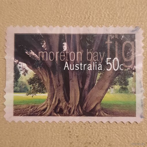 Австралия. Флора. Moreton Bay fig