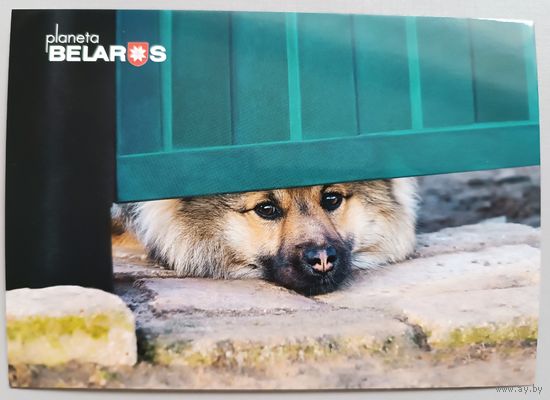 Серия "Планета Беларусь ". Собака. Открытка, глянец