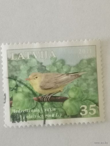 Птицы Латвии - Зеленая пересмешка (Hippolais icterina L.)