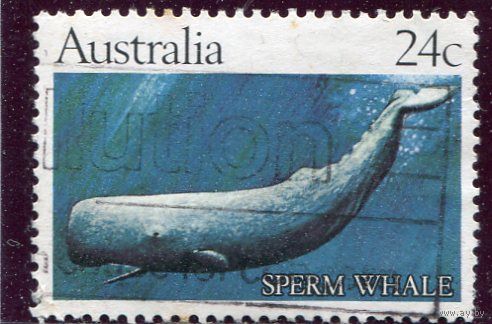 Австралия. Морская фауна. Кашалот