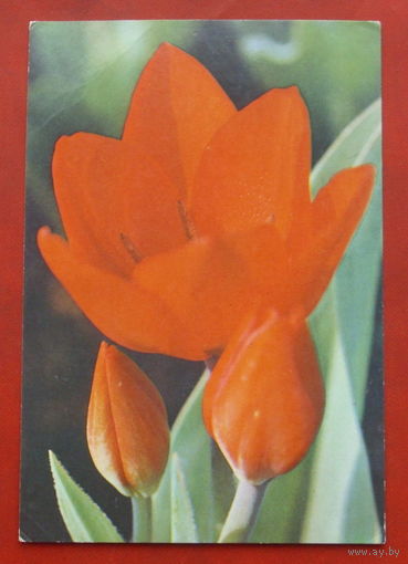 Тюльпан " Фюзельер ". Чистая. 1983 года. Фото Матанова. 289.
