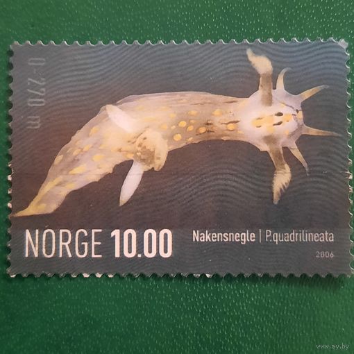 Норвегия 2006. Морская фауна. P.quadrilineata
