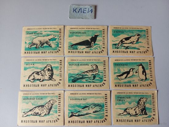 Спичечные этикетки ф.Белка. Животный мир Арктики и Антарктики. 1962 год