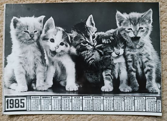 Котята. Фотокалендарь 24х17 см
