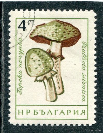 Болгария. Грибы
