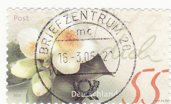 Камелия юннаненсис 2004 год