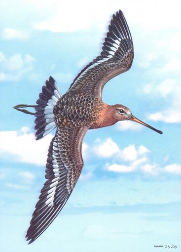 Беларусь 2025 птицы большой веретенник