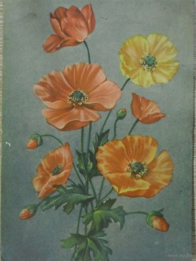 ПОДПИСАННАЯ ОТКРЫТКА СССР. МАКИ худ. Н.С. ЗУЕВА.1956 год.