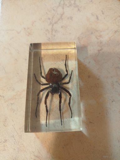 Steatoda grossa в эпоксидной смоле