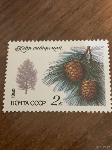 СССР 1980. Кедр Сибирский. Марка из серии