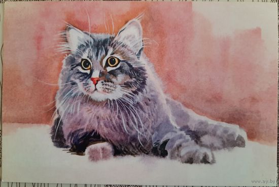 Серый кот. Худ. Н.Старовойтова. Россия.