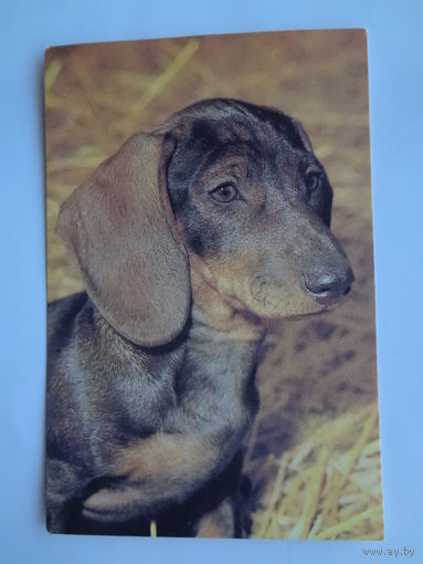 Календарик 1996 г. Такса.