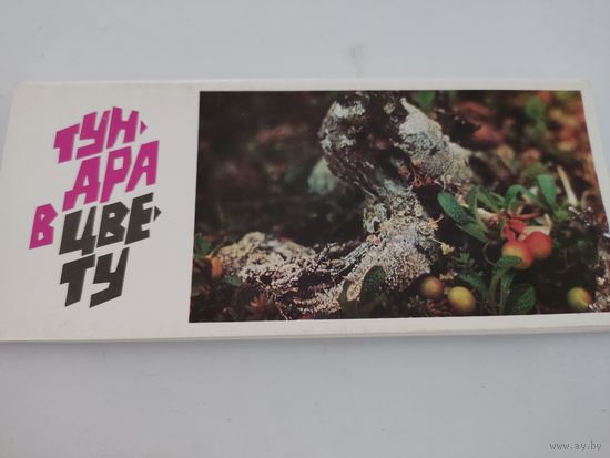 Набор из 17  открыток (9х21см) "Тундра в цвету" 1973г.