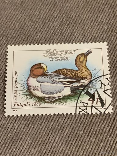 Венгрия 1988. Anas Penelope. Марка из серии