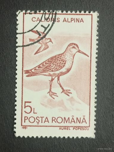 Румыния 1991. Птицы. Чернозобик