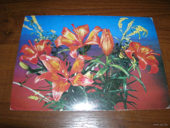 Цветы Лилия 1982 год чистая