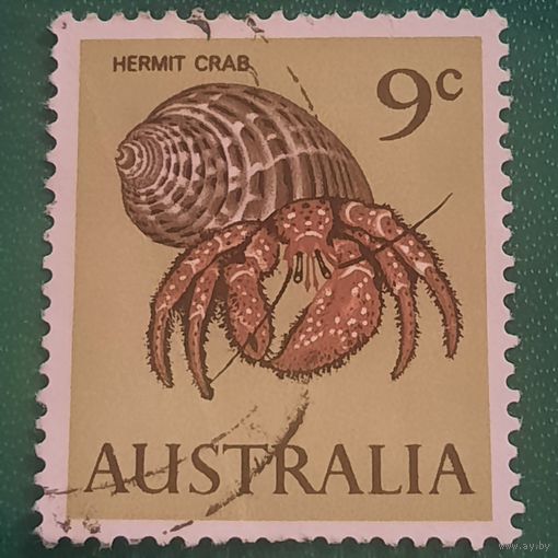 Австралия. Фауна. Hermit Crab