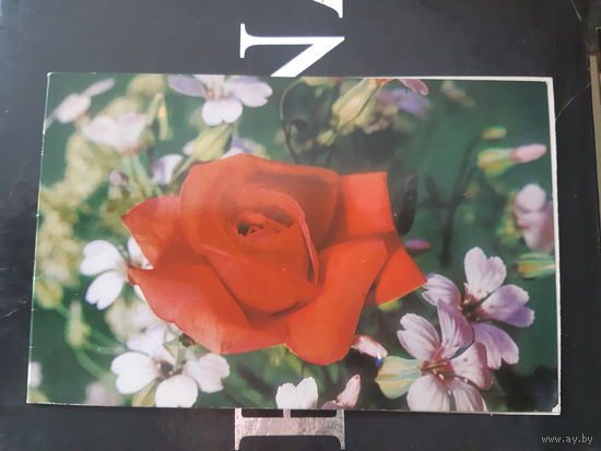 8 марта двойная