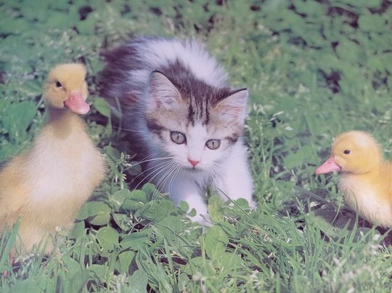 Плакат СССР с котенком и уточки. Кот, утка, утята, кошечка