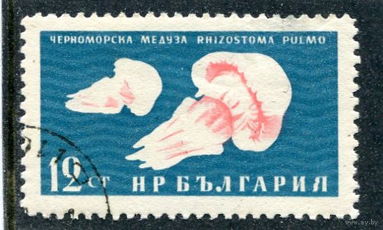 Болгария. Морская фауна