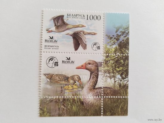 Беларусь 2009    м+к  птица года
