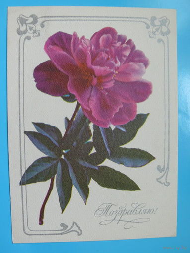 Художник Кулиева Л., Фото Костенко Г., Поздравляю! 1977, подписана.