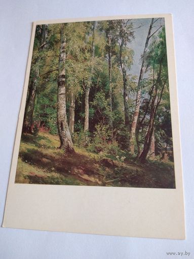 Открытка 1983г. И. Шишкин. Берёзовая роща.