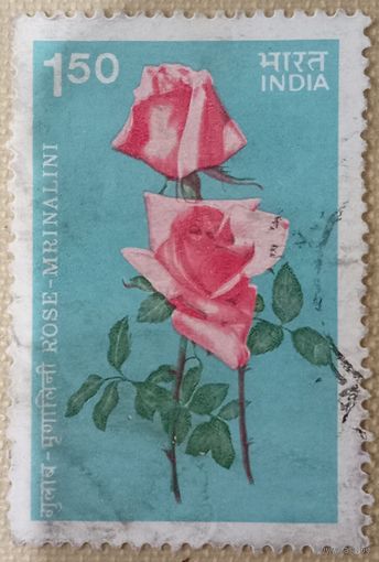 Индия. Флора. Роза Mrinalini