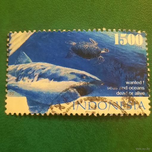 Индонезия 2004. Фауна. Акула. Морская черепаха