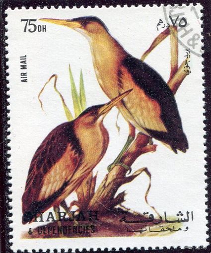 ОАЭ Шарджа. Птицы