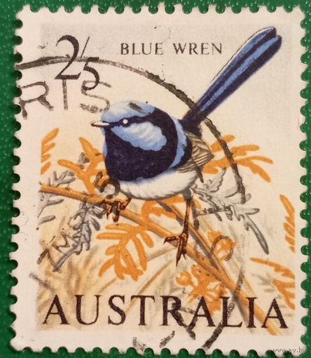 Австралия. Фауна. Птицы. Blue Wren