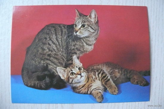 Кошки, ~1982, чистая, изд. Чехословакия.