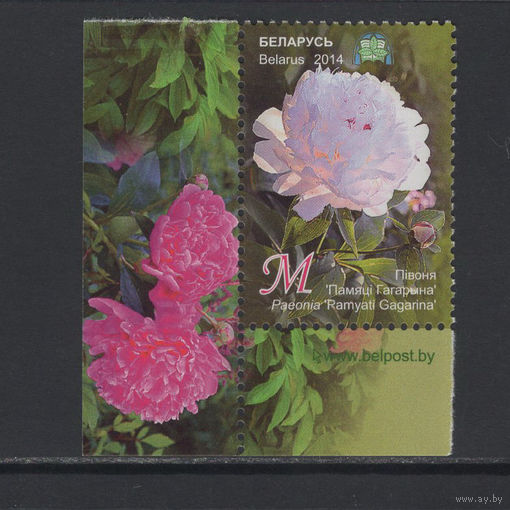 Флора цветы Беларусь 2014 Центральный ботанический сад "Пион"Памяти Гагарина"